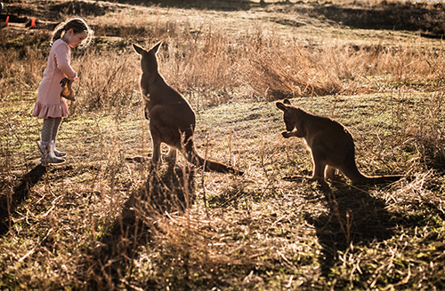 Car Insurance Tasmania Save 15 With Budget Direct